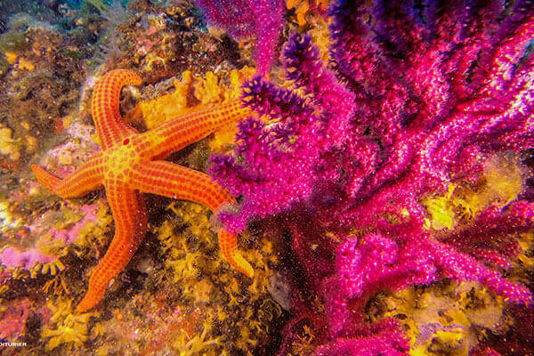 une étoile de mer sur un corail de la baie de Cavalaire