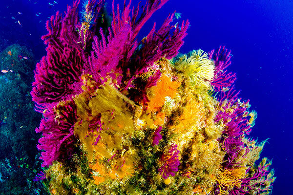 Les coraux de la méditérranée