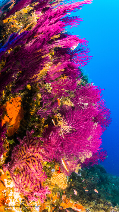 les fonds marins de la méditérannée