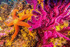 une étoile de mer sur un corail de la baie de Cavalaire