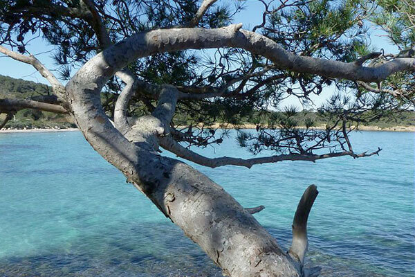 La nature maritime à porquerolles