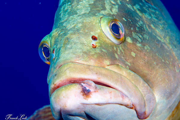 Un poisson de la baie de Cavalaire