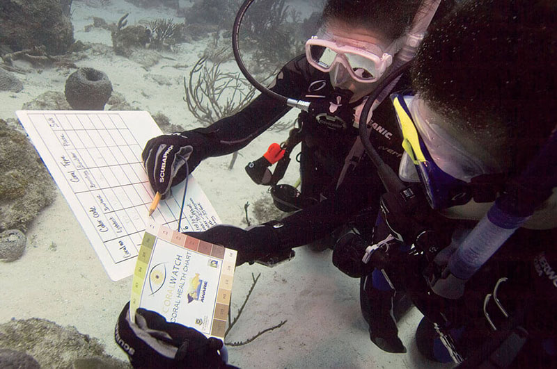 cours de spécialité pour travailler dans la plongée sous marine