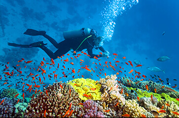 La formation SCUBA DIVER en pratique