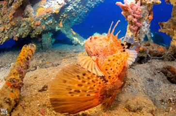 Devenez Master Scuba Diver Trainer à Cavalaire avec Mio Palmo Plongée