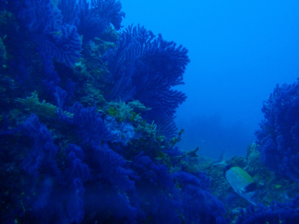 Site de plongée porquerolles le rocher de médes