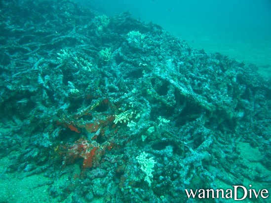 vue des filets anti sous marin de porqurolles en plongée bouteille PADI