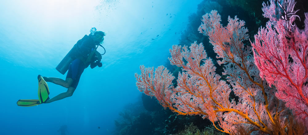 Plongée dans l'île de Porquerolles