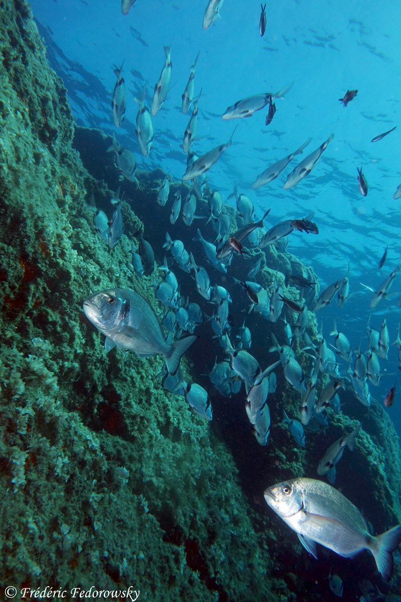 Plongée sur des roches superbes à Port Cros TOULON