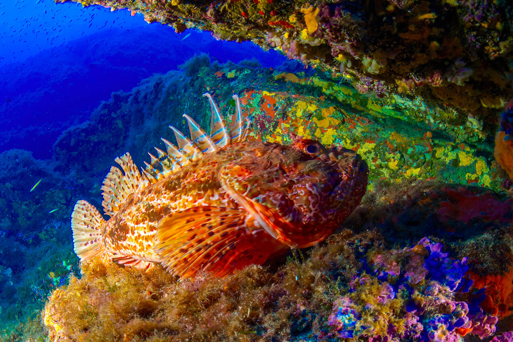 Plongée à porquerolles