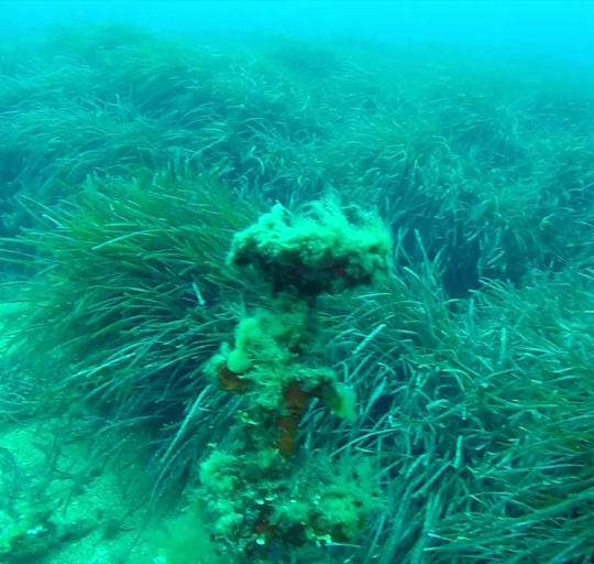 Plongée sous marine épave Tell Roche Fouras  à Cavalaire-sur-Mer