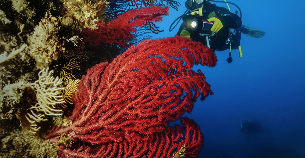 Plongée à l’ouest de l’île Porquerolles