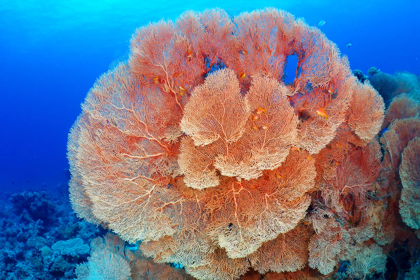 Le tombant de Gorgones des îles de porquerolles