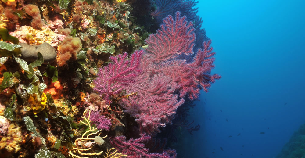 Plongée dans l'île de Porquerolles